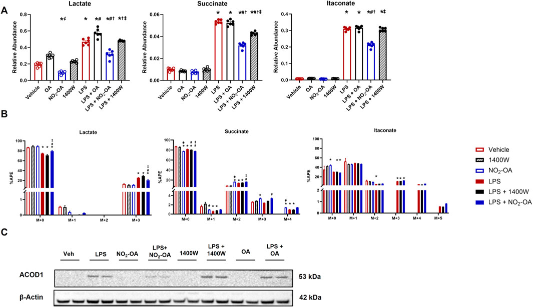 Bar charts and a Western blot image analyzing the relative abundance and isotope enrichment of lactate, succinate, and itaconate. Section A shows bar charts comparing treatments like Vehicle, OA, NO₂-OA, 1400W, LPS, and combinations. Section B displays bar charts of isotopic enrichment percentages for each metabolite. Section C presents Western blot bands for ACOD1 protein and β-Actin loading control under different treatment conditions. The legend indicates various treatments, such as Vehicle, NO₂-OA, 1400W, LPS, and combinations. Statistical significance is indicated by symbols like asterisks and hash signs.