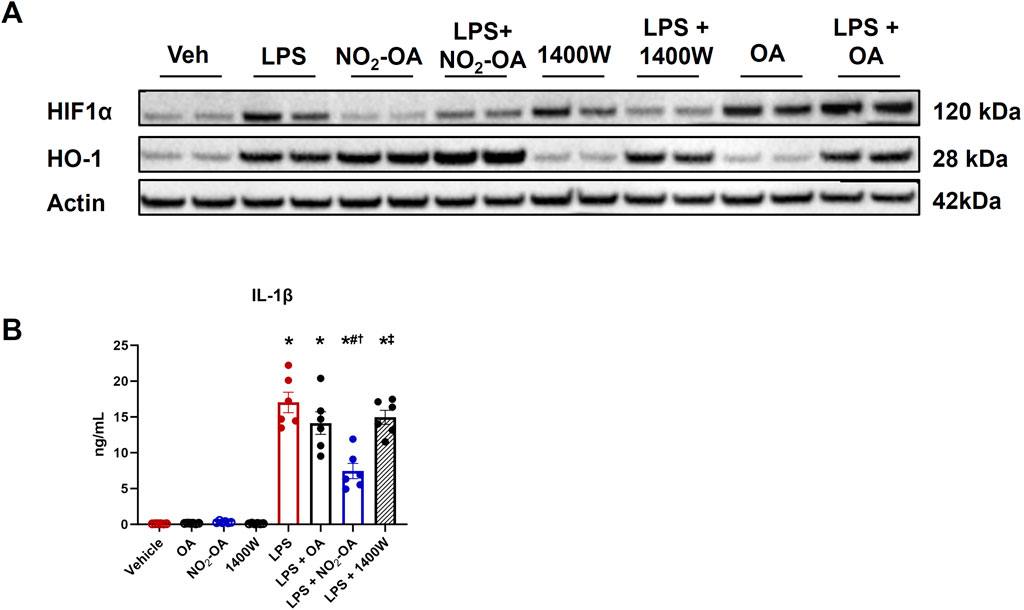 Panel A shows Western blot results for HIF1α, HO-1, and Actin across different treatments: Vehicle, LPS, NO₂-OA, LPS plus NO₂-OA, 1400W, OA, LPS plus 1400W, and LPS plus OA. Molecular weights are indicated. Panel B is a bar graph showing IL-1β levels in nanograms per milliliter under the same conditions, with significant differences marked by symbols.
