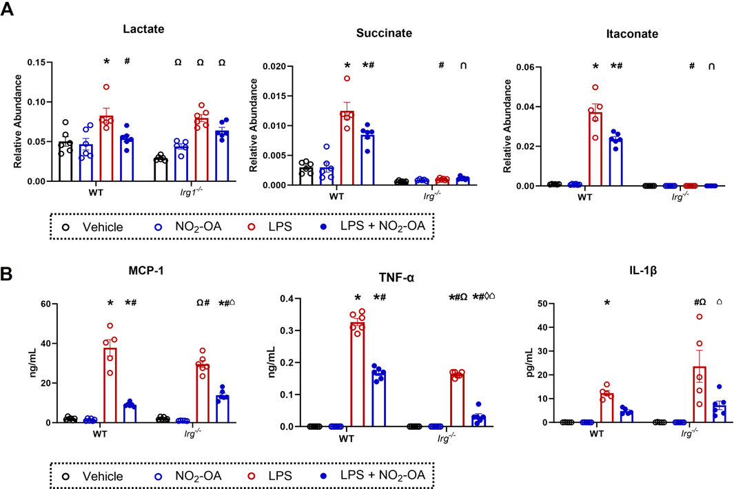 Bar charts comparing the relative abundance of lactate, succinate, and itaconate (panel A), and concentrations of MCP-1, TNF-α, and IL-1β (panel B) in WT and Irg1-/- groups. Treatments include Vehicle, NO2-OA, LPS, and LPS