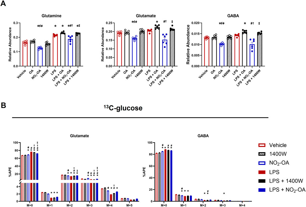 Bar graphs showing the relative abundance of metabolites and percentage atomic percent excess (%APE) with various treatments. Panel A displays the relative abundance of glutamine, glutamate, and GABA across different treatments. Panel B shows %APE incorporation of labeled glucose into glutamate and GABA, with M