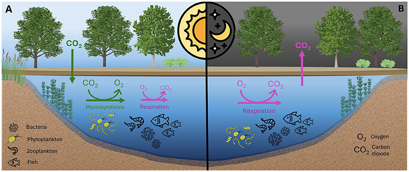 Illustration of aquatic ecosystem processes during daytime (left side) and nighttime (right side). Daytime: Primary producers in the water absorb carbon dioxide and release oxygen through photosynthesis. Water shows photosynthesis with carbon dioxide intake and oxygen release. Nighttime: Since there is no primary production, water release carbon dioxide through respiration, with oxygen intake. Symbols represent bacteria, phytoplankton, zooplankton, and fish in water. A sun and moon icon symbolizes the time of day.