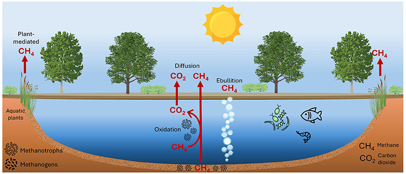 Illustration of a freshwater ecosystem showing methane and carbon dioxide emissions. Methane is released through diffusion, ebullition and plant-mediated transport. Part of the methane produced in the sediments can be oxidized to carbon dioxide in the water column of the lakes, through the activity of methanotrophs. Labels indicate processes and gases, with a sun above, representing an environment.