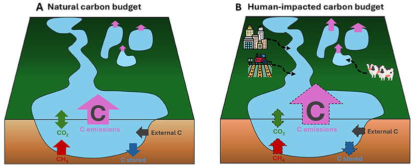 Diagram comparing natural and human-impacted carbon budgets. Panel A shows natural carbon flows with arrows for CO2 and CH4 emissions, carbon storage, and external carbon. Panel B illustrates human impact with added elements like cities and livestock, showing increased CO2 and CH4 emissions.