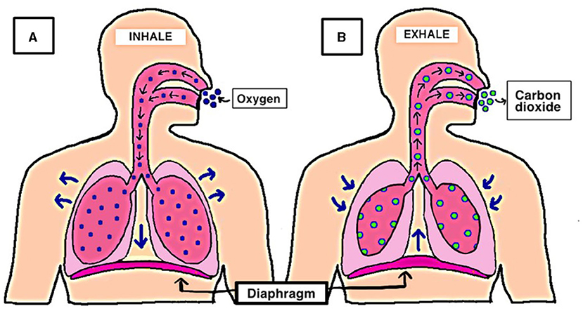 Figure 1 - Cycles of inhalation and exhalation.