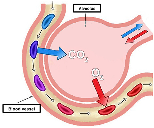 Figure 2 - Blood and gas exchange at the level of the alveolus.