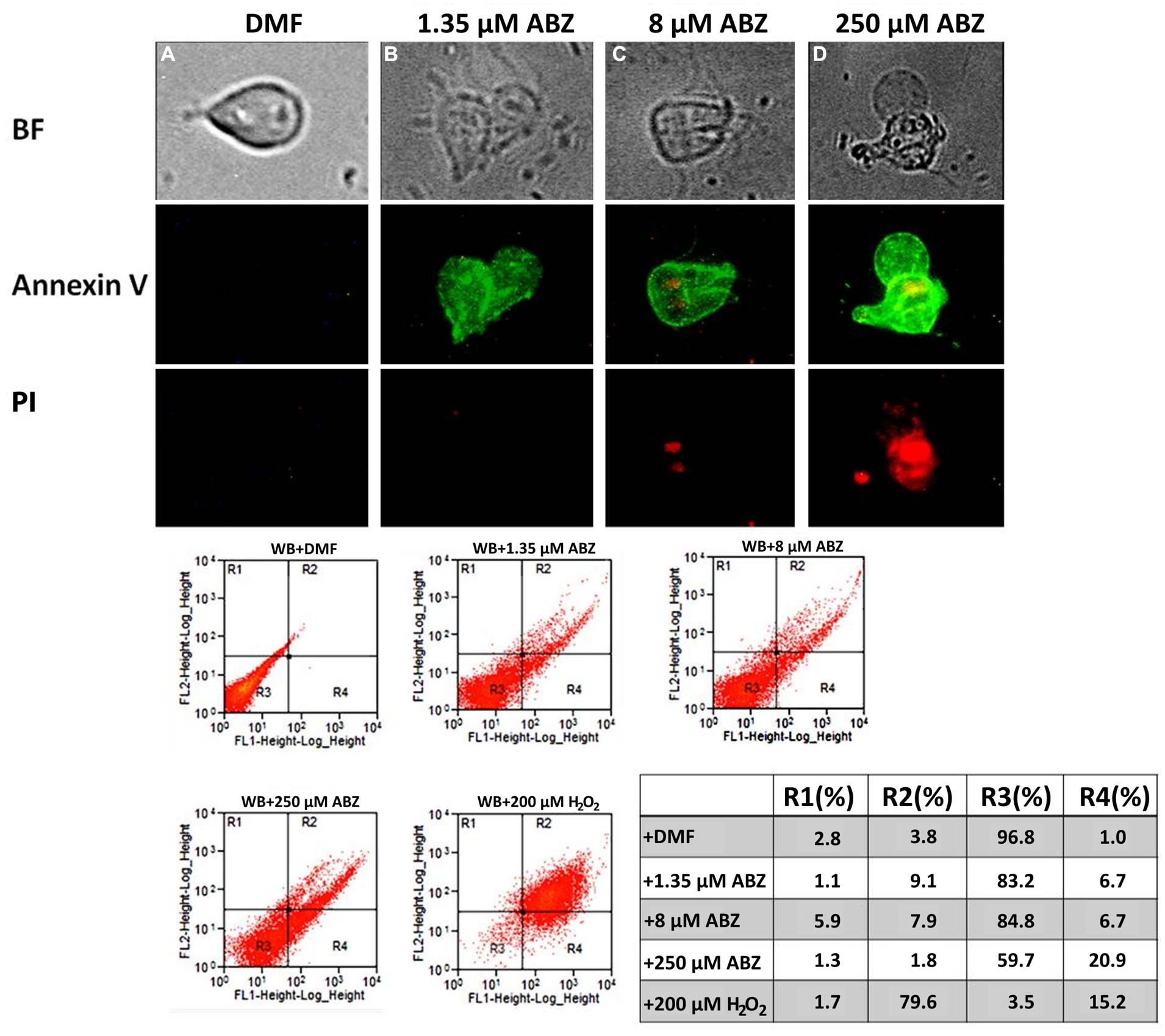 giardia albendazole emberi papillomavírus a szem előtt