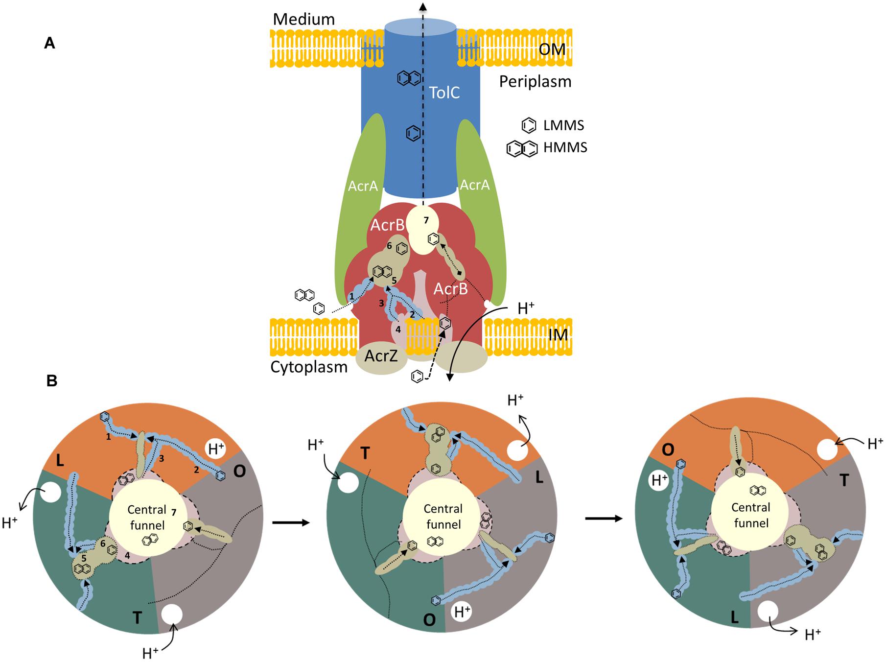 Frontiers The ins and outs of RND efflux pumps in Escherichia coli | Microbiology