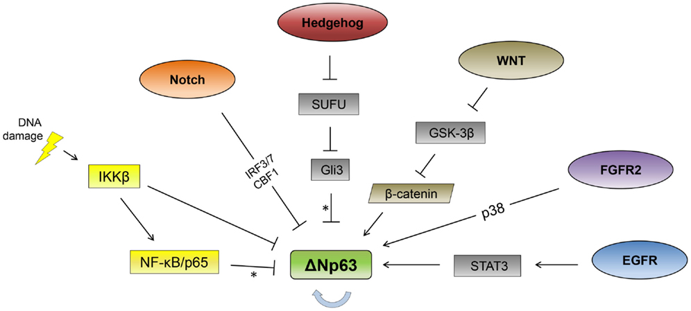 Frontiers | Pathway Regulation of p63, a Director of