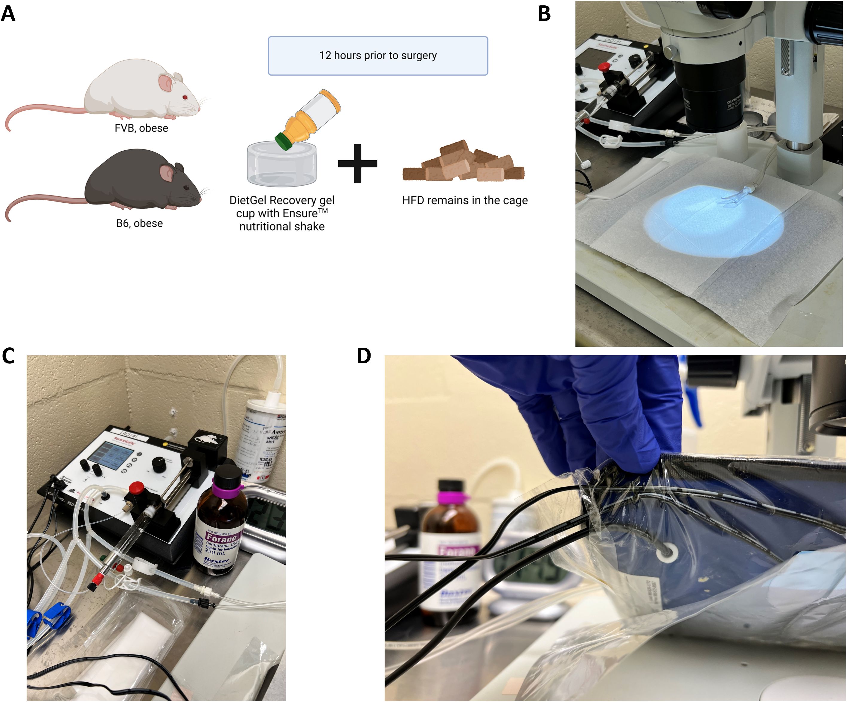 Panel A shows two obese mice labeled FVB and B6 with a DietGel Recovery gel cup and Ensure nutritional shake, along with high-fat diet remnants in a cage. Panel B displays a surgical setup under a microscope with blue lighting. Panel C shows a Forane bottle near medical equipment. Panel D depicts a gloved hand handling cables near a microscope and Forane bottle.