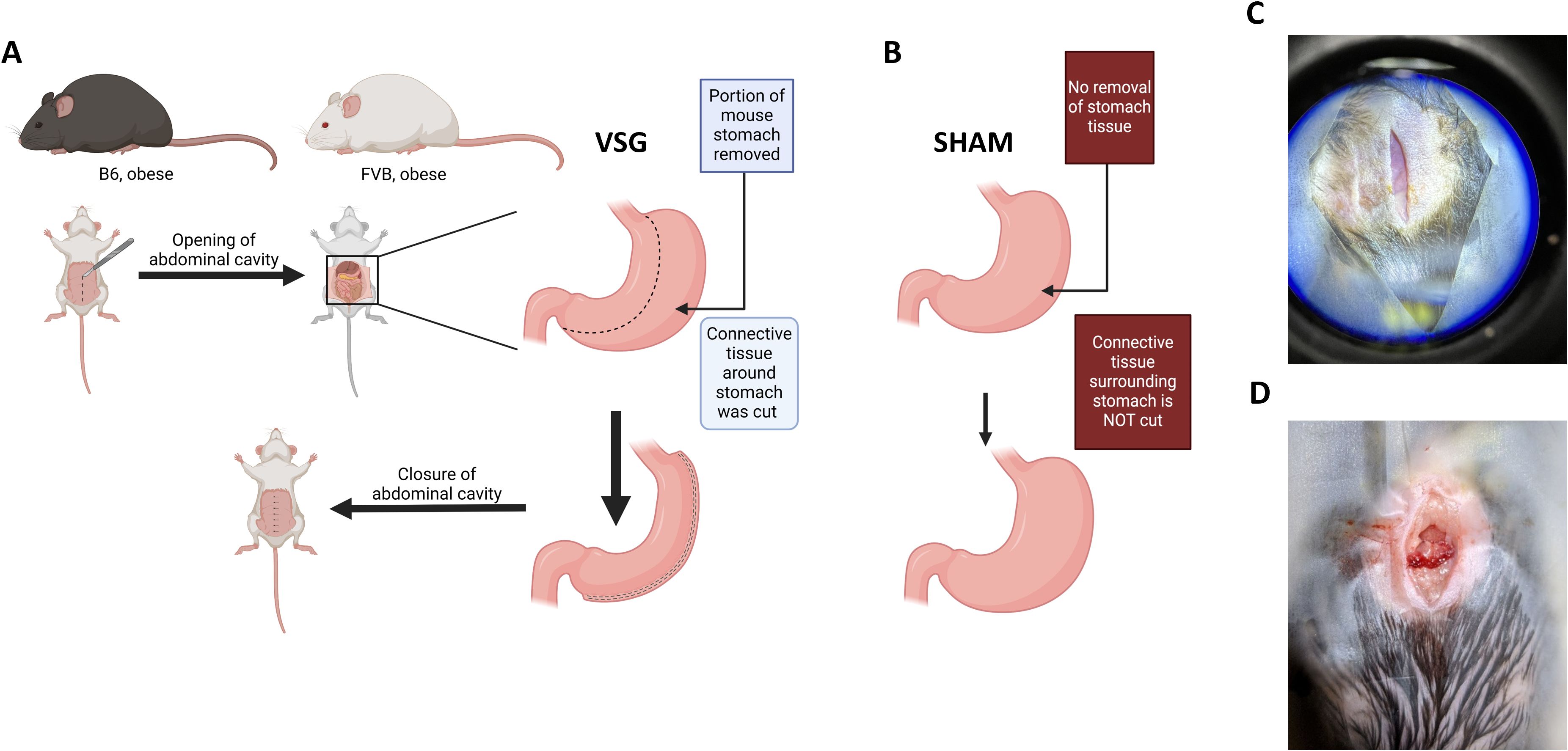 Diagram and photos depicting surgical procedures and mice. Panel A illustrates sleeve gastrectomy (VSG) in obese B6 and FVB mice, showing abdominal cavity opening, a portion of the stomach removed, and closure. Panel B shows sham surgery without stomach tissue removal. Panel C displays a microscopic view of a surgical site with exposed tissue. Panel D shows a close-up of an open surgical wound on a mouse.
