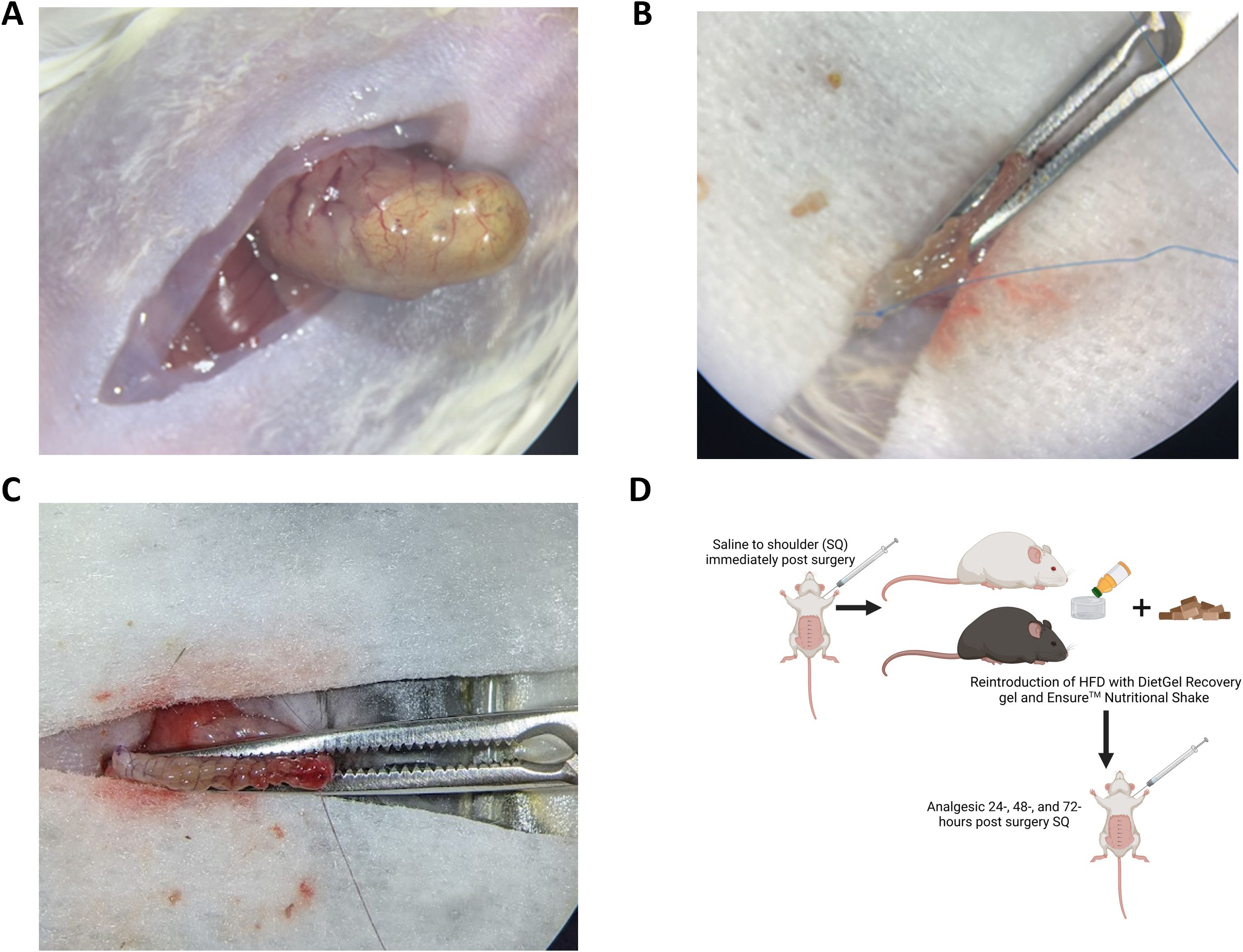 A series of images depicting surgical procedures on a mouse. Image A shows an exposed organ through an incision. Image B features a tool holding tissue, with a suture being applied. Image C shows a close-up of another incision with a tool holding tissue. Image D is an illustration outlining a post-surgery care process for mice, including saline injection, dietary reintroduction, and analgesic administration.