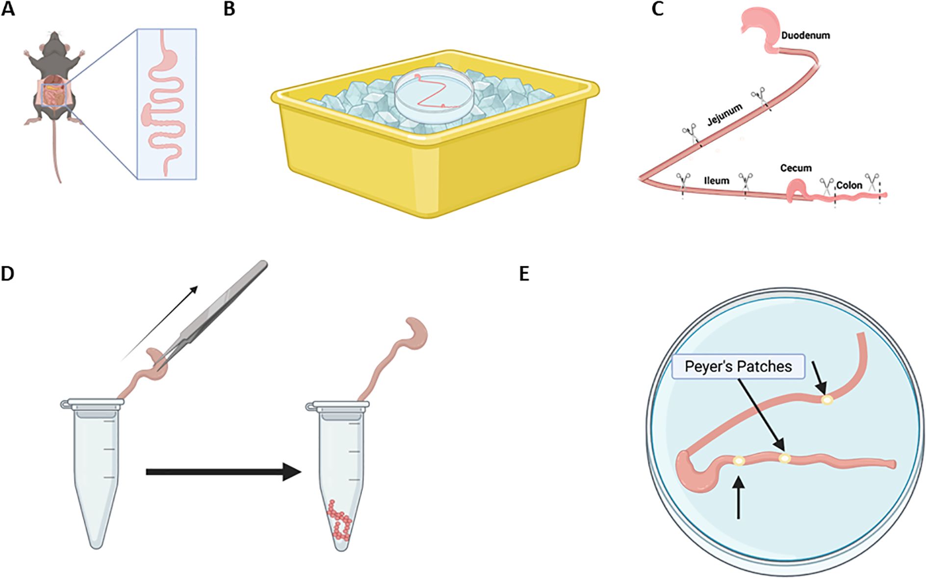 A multi-panel illustration detailing a scientific procedure involving mouse intestines. Panel A shows a mouse with its digestive tract highlighted. Panel B displays a container with ice and a dish. Panel C illustrates the dissection of the intestines, labeled with duodenum, jejunum, ileum, cecum, and colon. Panel D shows tissue being placed into a test tube. Panel E magnifies part of the intestine, highlighting Peyer's patches.