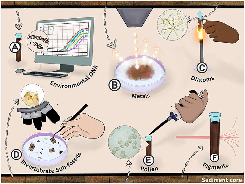Illustration depicting six sediment core laboratory analyses: A) Environmental DNA analysis with DNA and a graph; B) Metals detection with a solution being analyzed; C) Diatom preparation under a microscope with a flame; D) Invertebrate sub-fossils examination using a magnifying glass; E) Pollen extraction with a pipette and magnified view; F) Pigments analysis from a test tube.