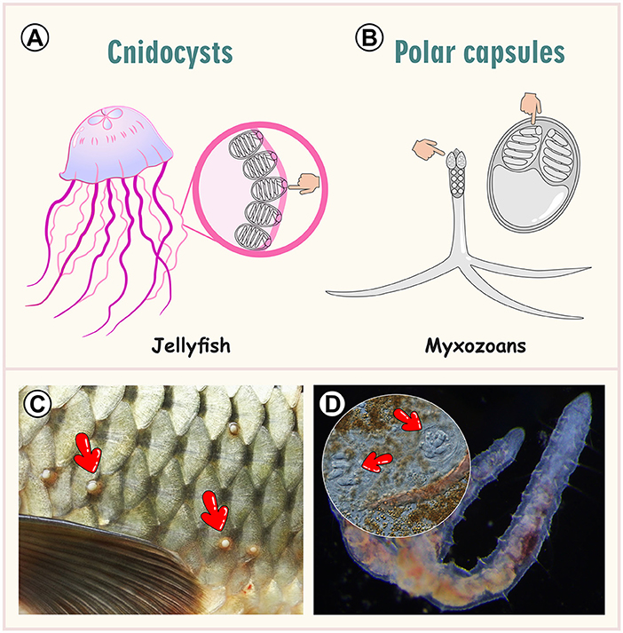 Illustration of cnidocysts in jellyfish (A) with an inset showing detailed structure. Illustration of polar capsules in myxozoans (B) with a zoom-in view. Image (C) displays fish skin with red arrows pointing to specific spots. Image (D) shows a magnified view of a worm segment with red arrows indicating features in a circular inset.
