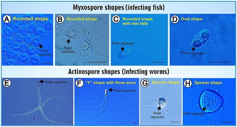 Microscopic images show various myxospore and actinospore shapes with polar capsules. Myxospore shapes (A-D) include rounded shapes and an oval shape, affecting fish. Actinospore shapes (E-H) include a “Y” shape, spinner shapes, and other forms, affecting worms. Polar capsules are indicated in each image.