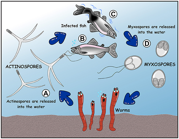 Diagram illustrating a parasitic life cycle. Actinospores (A) are released into water, infecting fish (B), which become infected (C). Infected fish release myxospores (D) back into the water. Worms are also depicted in the cycle. Blue arrows indicate the sequence.