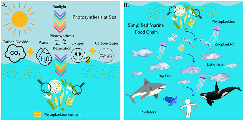 Diagram labeled A and B illustrates marine processes. A shows photosynthesis at sea: sunlight helps convert carbon dioxide and water into oxygen and carbohydrates, supporting phytoplankton growth. B depicts a simplified marine food chain: phytoplankton are eaten by zooplankton, which are consumed by little fish, then big fish, and finally predators like sharks and orcas.