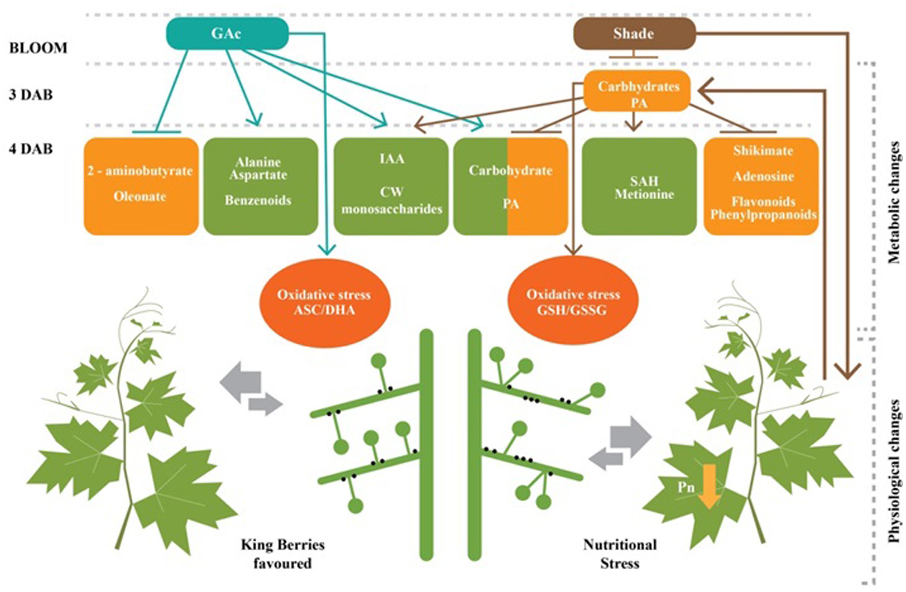 Frontiers Flower Abscission In Vitis Vinifera L Triggered By