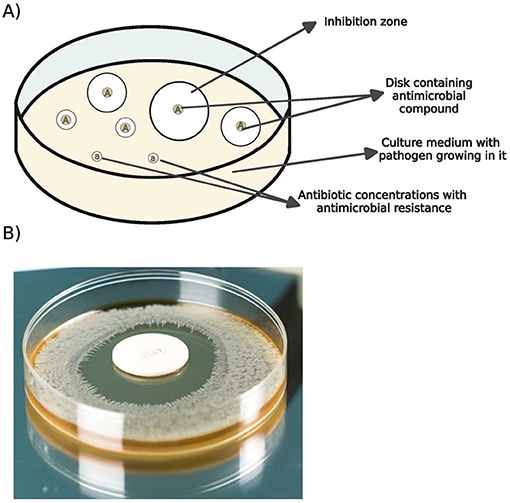 Illustration A shows a petri dish with labeled components: inhibition zone, disk containing antimicrobial compound, culture medium with pathogen, and antibiotic concentrations with antimicrobial resistance. Image B depicts a real petri dish with a white disk at the center, surrounded by a clear inhibition zone, indicating antimicrobial activity against the surrounding microbial growth.