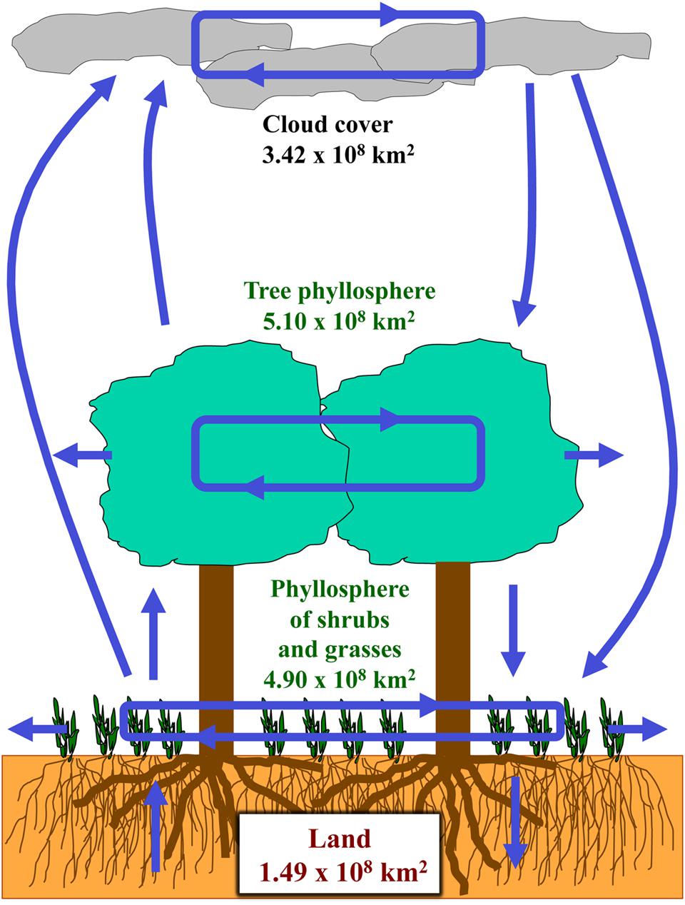 Frontiers | Pivotal roles of phyllosphere microorganisms at