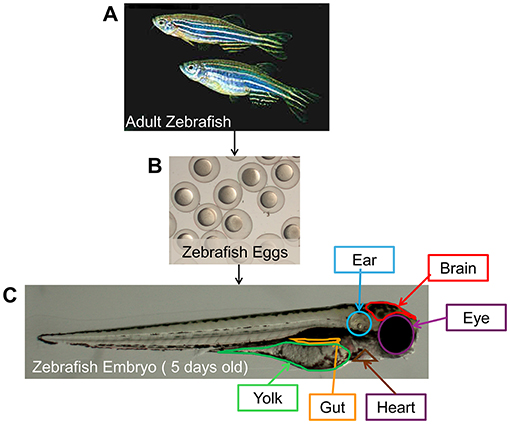 Figure 1 - (A) Adult zebrafish living in the laboratory.