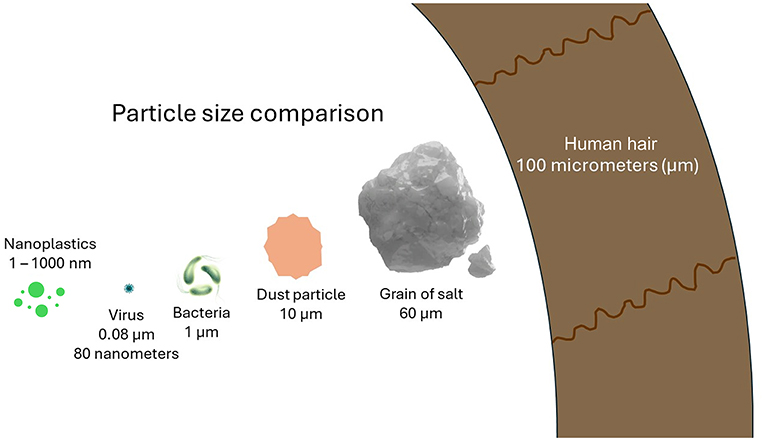 Figure 2 - Particle size comparison.