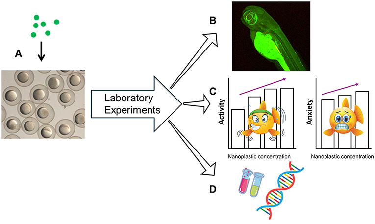 Figure 3 - (A) Zebrafish eggs were exposed to green nanoplastics, (B) Scientists observed that the nanoplastics accumulated in many fish organs.