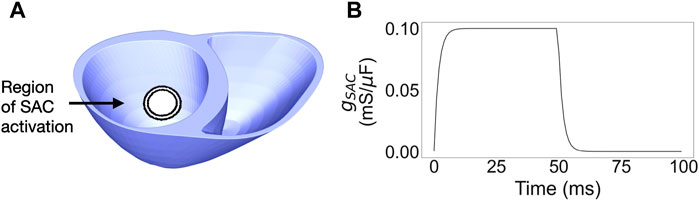 Frontiers Stretch of the papillary insertion triggers reentrant arrhythmia an in silico patient study