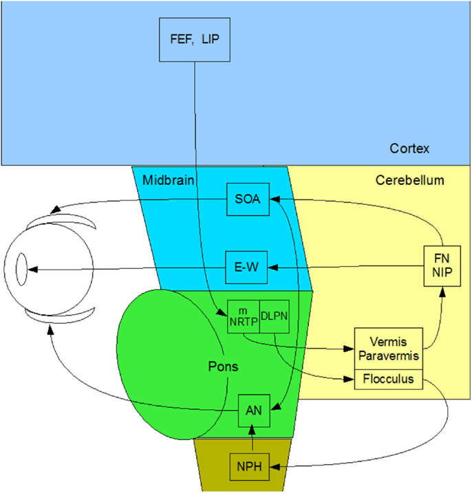 www.frontiersin.org