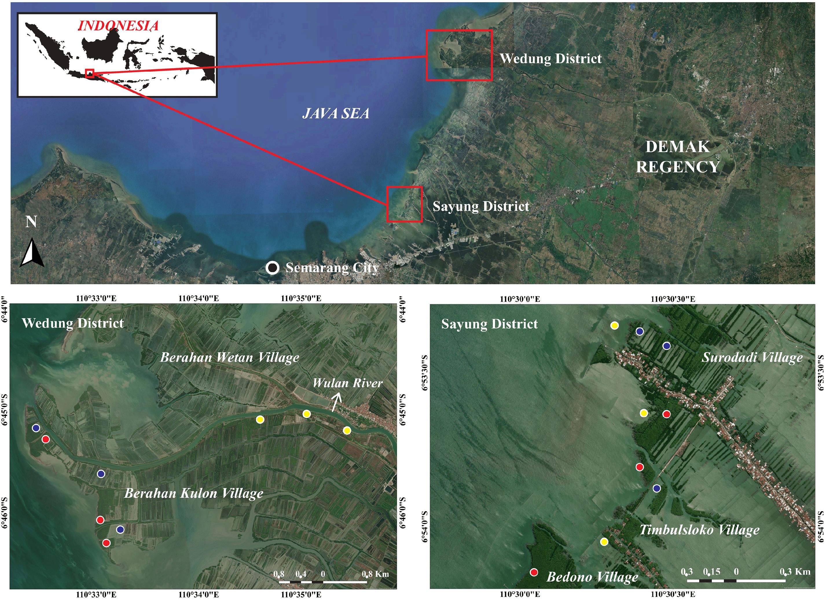 Map showing coastal areas of Demak Regency in Indonesia, highlighting Wedung and Sayung districts along the Java Sea. Insets detail Wedung and Sayung with villages like Berahan Wetan, Berahan Kulon, Surodadi, Timbulsloko, and Bedono. The Wulan River is labeled, and various colored markers denote specific sites.