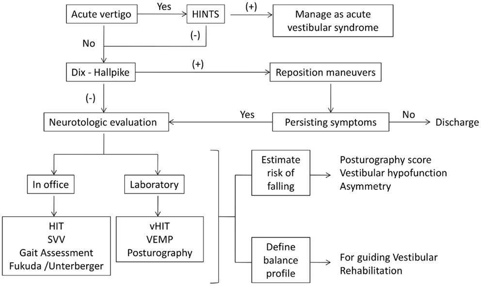 Frontiers | Vertigo and Dizziness in the Elderly