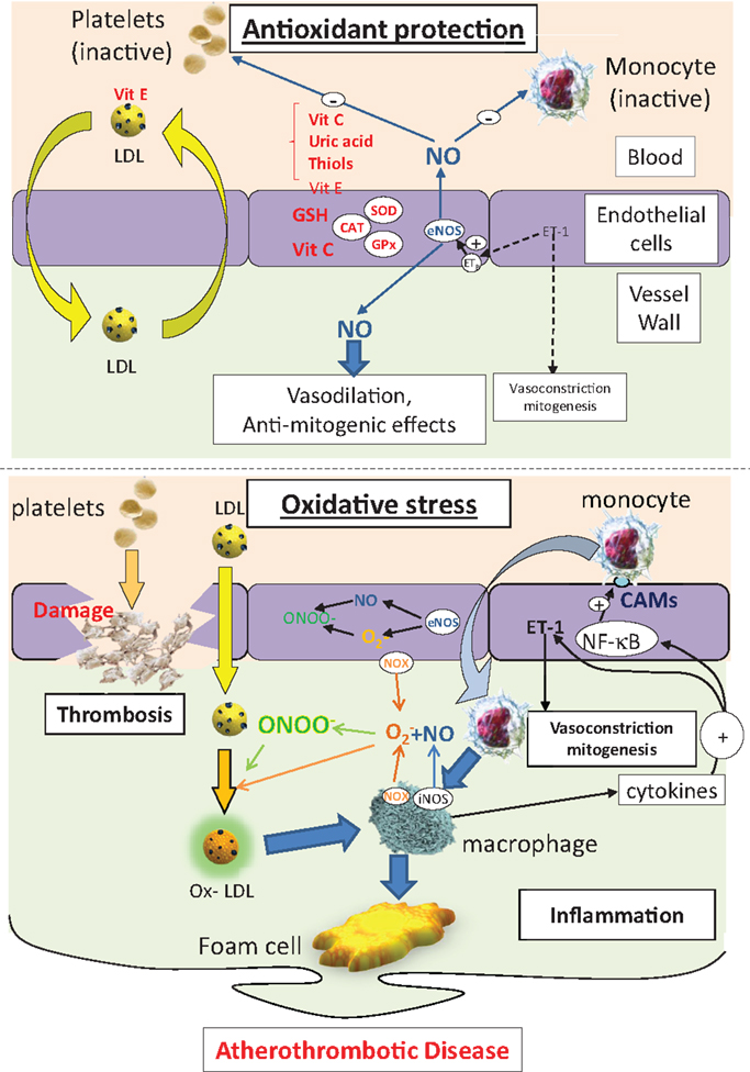 Frontiers  Antioxidants in Cardiovascular Therapy: Panacea or False Hope?