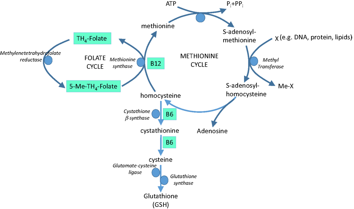 Б 12 исследования. Витамин в12 участие в метаболизме. Обмен витамина в12 схема. Схема обмена витамина б12 в организме. Участие витамина в12 в метаболизме реакции.