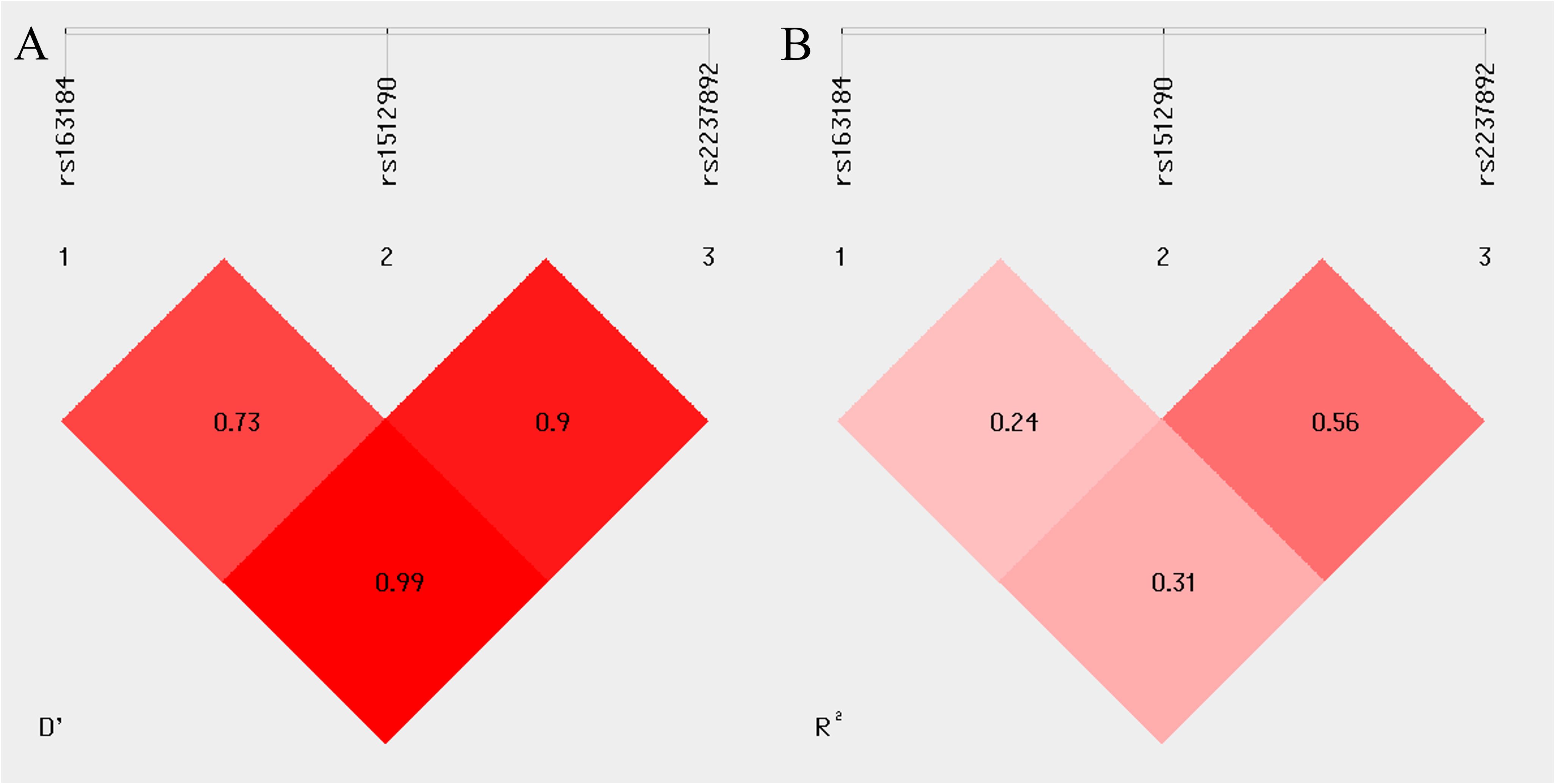 Linkage disequilibrium (LD) between multiple loci of the KCNQ1 gene (rs163184, rs151290 and rs2237892). (A) coefficient of linkage disequilibrium D’; (B) correlation coefficient R2.