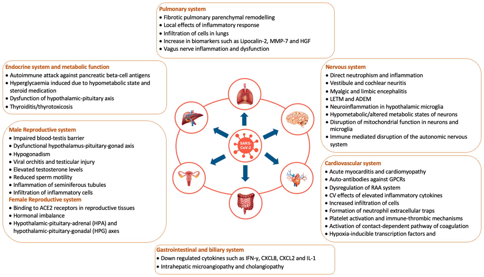 Diagram showing the effects of SARS-CoV-2 on various body systems with a central virus icon. Impacted systems include endocrine, male and female reproductive, cardiovascular, gastrointestinal, pulmonary, and nervous systems. Each system's section lists specific effects, such as fibrosis in the lungs, autoimmune responses, and hormonal imbalances. Arrows connect the systems to the central SARS-CoV-2 icon, emphasizing the virus's widespread impact.