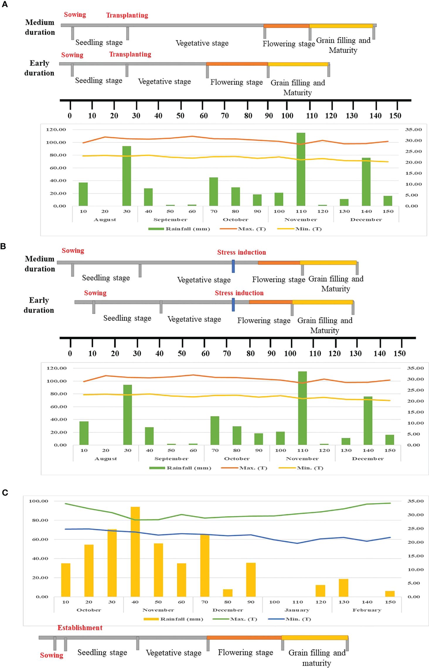 Three panels depict the growing stages and environmental factors affecting crops. Panel A shows timelines of medium and early-duration crops during sowing, transplanting, and different growth stages, with a graph of rainfall and temperature trends. Panel B illustrates similar stages with stress induction periods added and corresponding environmental data. Panel C presents crop establishment, growth stages, and related graph showing changes in rainfall, maximum, and minimum temperatures over time.