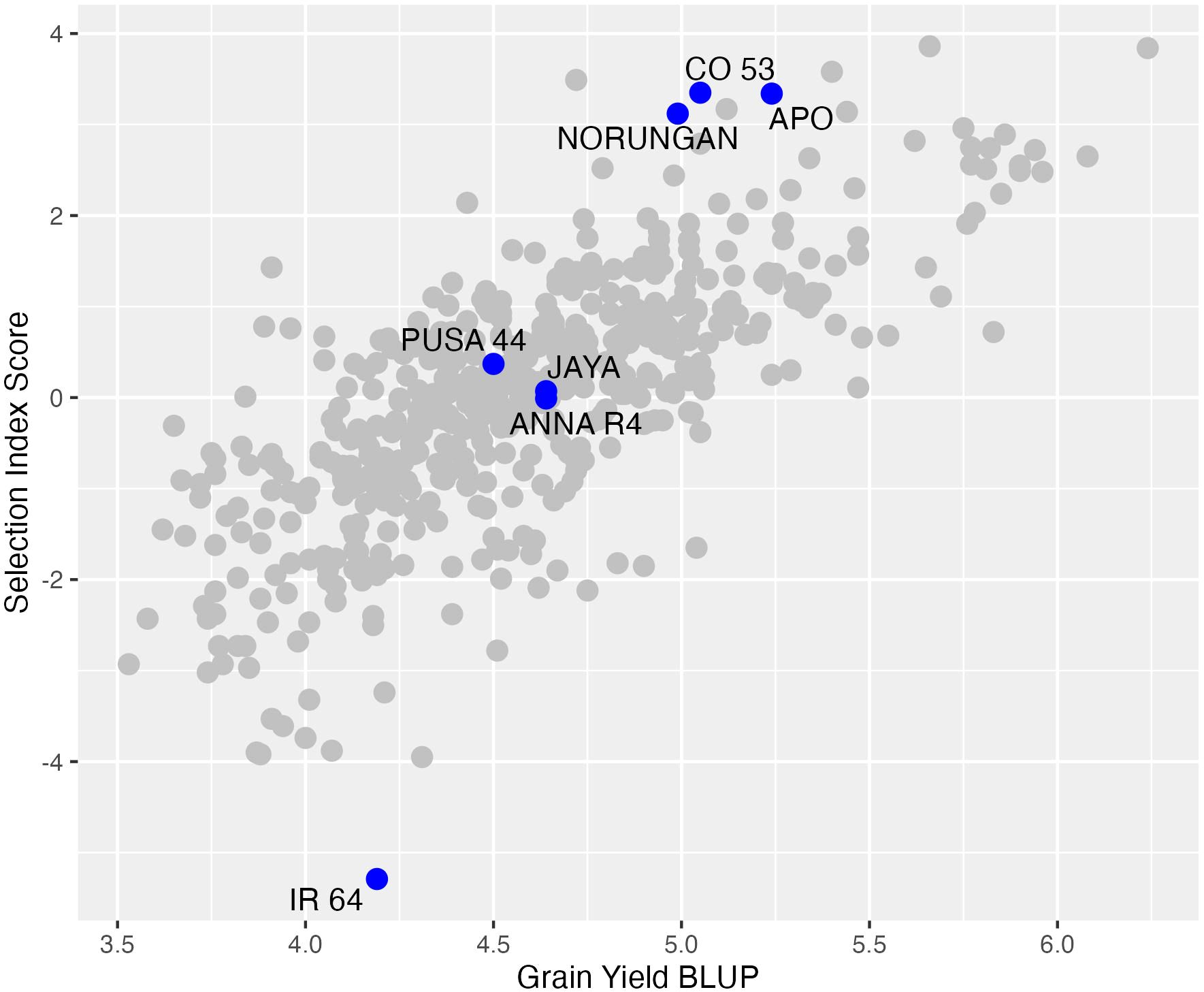 Scatter plot showing the relationship between Grain Yield BLUP and Selection Index Score. Gray dots represent data points, while specific blue dots labeled IR 64, PUSA 44, JAYA, ANNA R4, NORUNGAN, CO 53, and APO stand out, suggesting noteworthy data values.