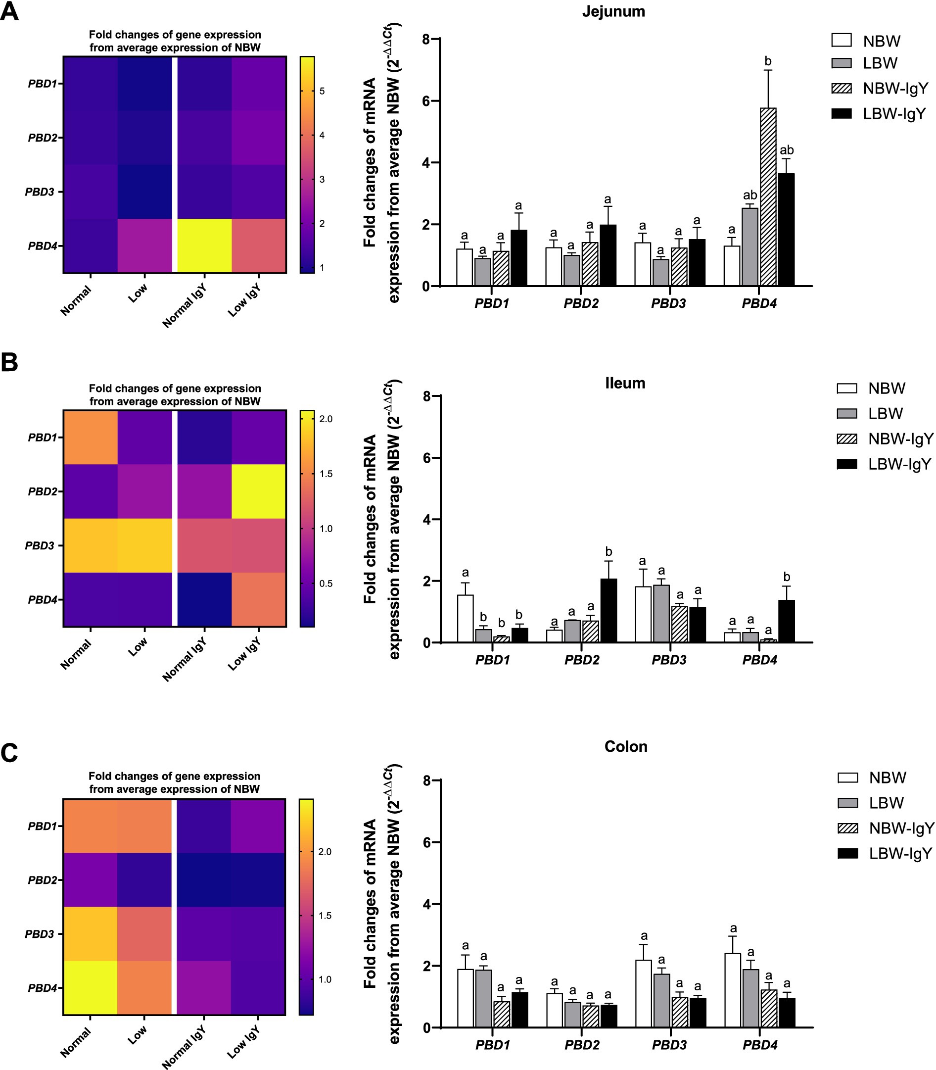Heatmaps and bar charts illustrating fold changes in mRNA expression of PBD1 to PBD4 in the jejunum, ileum, and colon of chicks. The heatmaps show color gradients ranging from blue to yellow, indicating gene expression levels relative to normal birth weight (NBW). Bar charts compare NBW, low birth weight (LBW), NBW with IgY, and LBW with IgY. Significant differences are marked by letters above bars, highlighting variation in expression across different intestinal regions and conditions. Each chart section corresponds to a specific intestinal segment: A for jejunum, B for ileum, and C for colon.
