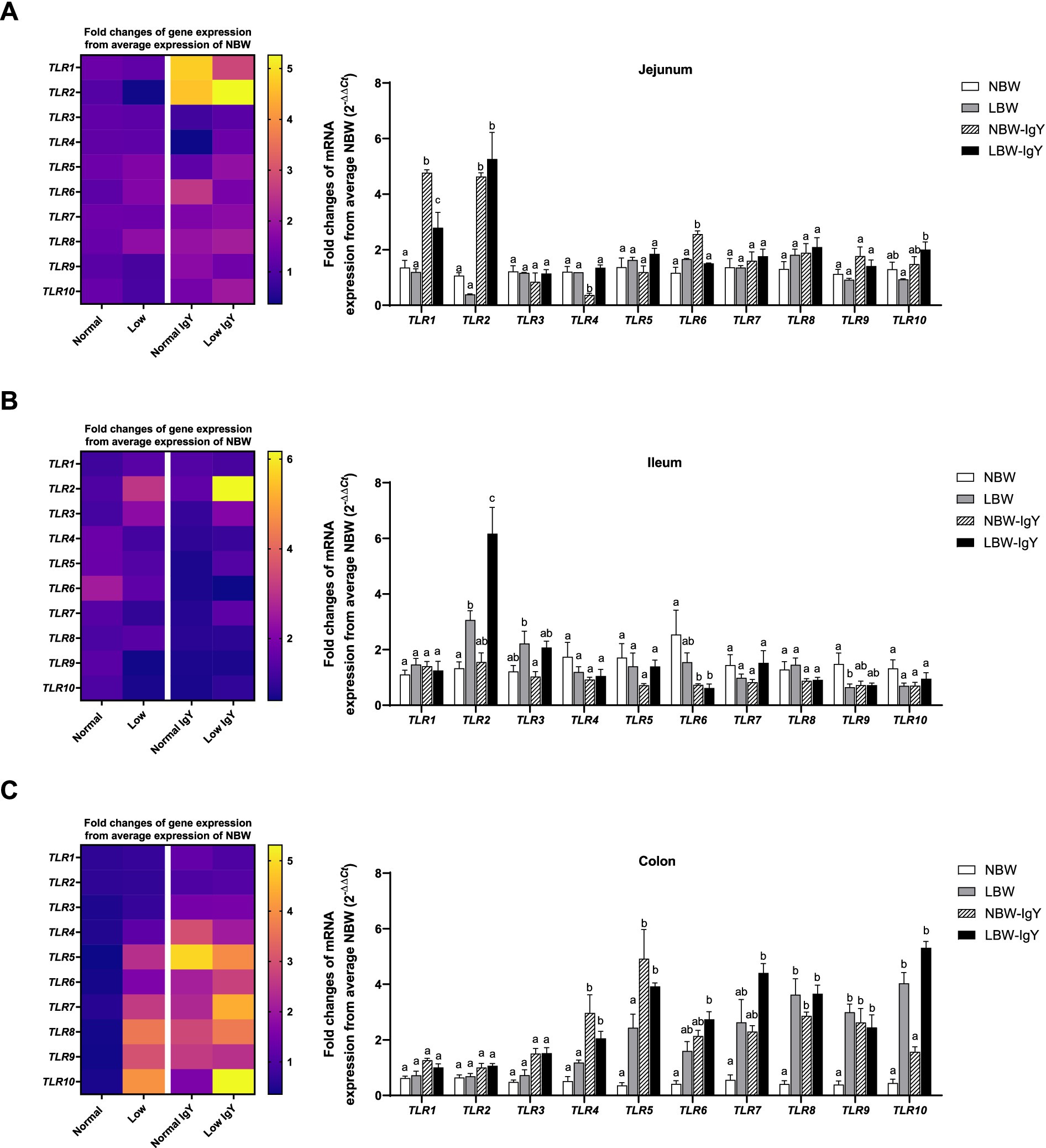 Heatmap and bar charts depicting gene expression fold changes of TLR1-10 in different gut segments: Jejunum (A), Ileum (B), and Colon (C). Each section shows expression levels under normal, low, normal IgY, and low IgY conditions. Bar charts show comparisons among NBW, LBW, NBW-IgY, and LBW-IgY with statistical significance marked by letters.