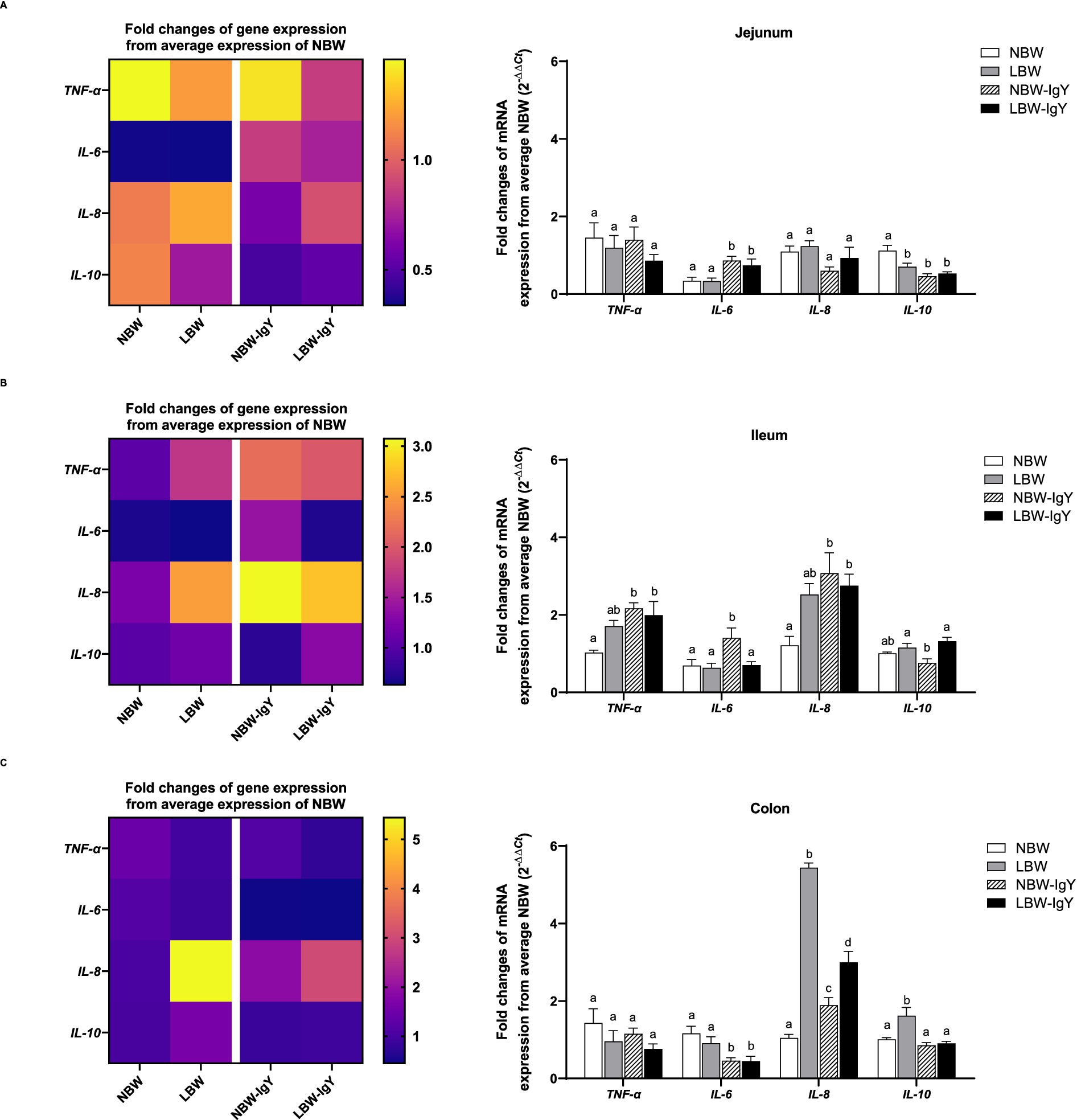 Heat maps and bar graphs illustrate gene expression changes of TNF-α, IL-6, IL-8, and IL-10 in jejunum, ileum, and colon across different groups: NBW, LBW, NBW+IgY, LBW+IgY. Each section (A, B, C) shows gene expression in distinct intestinal parts, with varying fold changes depicted in color scales. Bar graphs compare mRNA expression fold changes, with notations for statistical significance.
