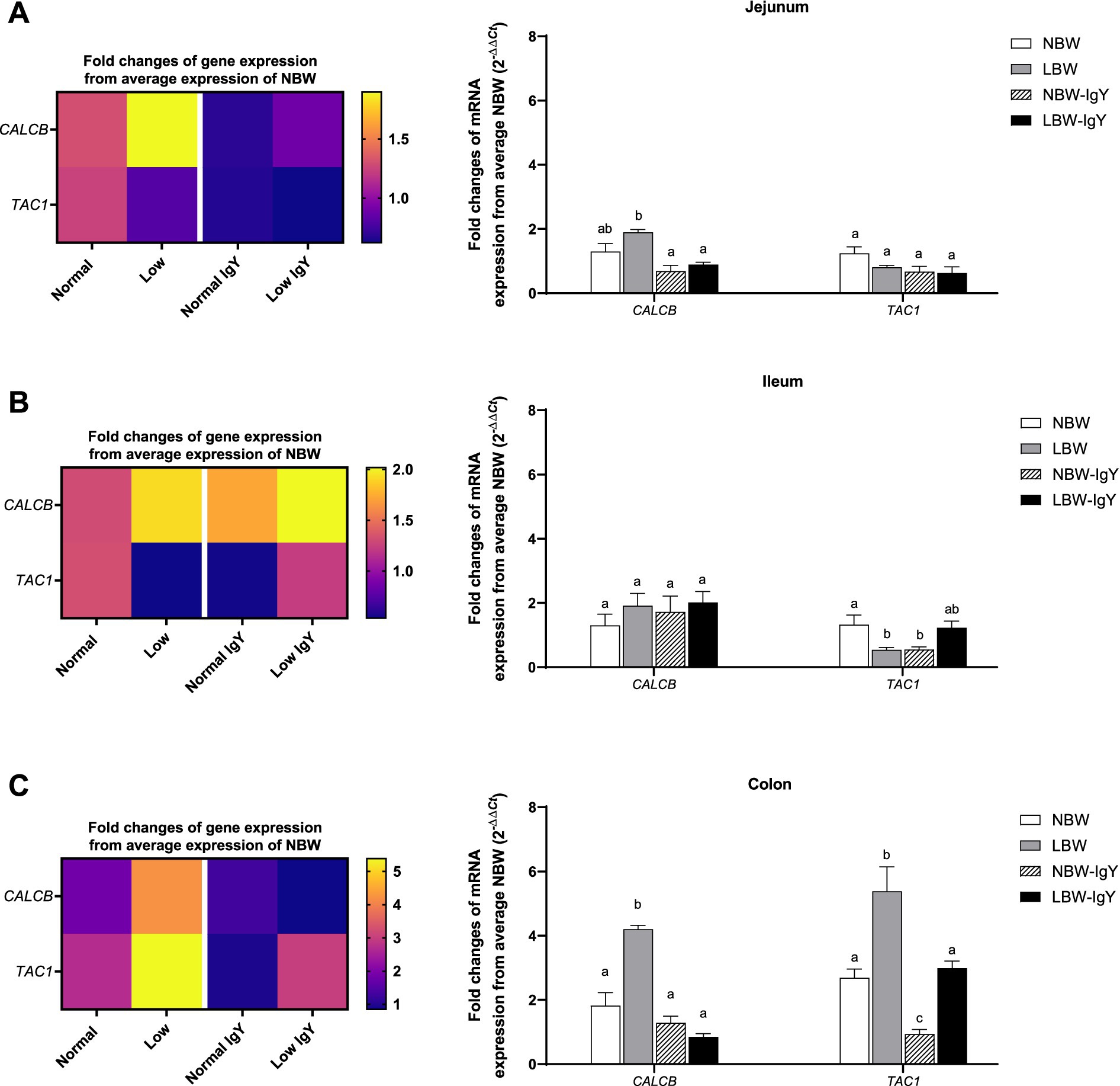 Three panels (A, B, C) illustrate gene expression and mRNA expression in different intestinal sections: jejunum, ileum, and colon. Each panel includes a heatmap showing fold changes in CALCB and TAC1 genes under four conditions (Normal, Low, Normal IgY, Low IgY) and bar graphs representing mRNA expression levels for each section. Color scales indicate expression differences. Significant differences are marked with letters. The y-axis of bar graphs shows fold changes from NBW. Each panel corresponds to a different intestinal section.