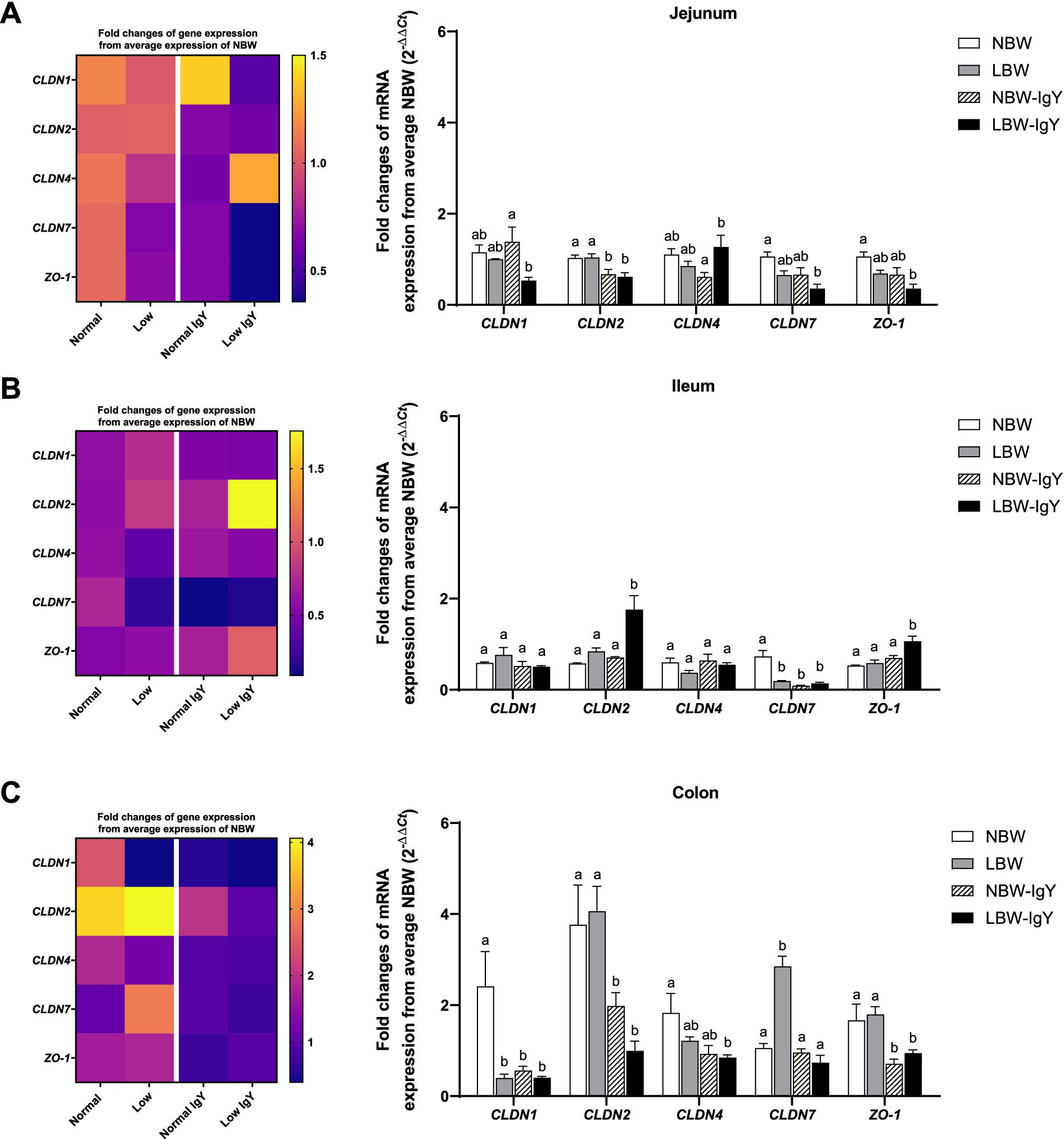 Heatmaps and bar graphs depict gene expression in the jejunum, ileum, and colon, showing fold changes of mRNA expression for CLDN1, CLDN2, CLDN4, CLDN7, and ZO-1 across different conditions: NBW, LBW, NBW-IgY, and LBW-IgY. Heatmaps illustrate expression levels, with colors ranging from blue (low) to yellow (high). Bar graphs present quantitative expression data, with different letters indicating statistically significant differences.