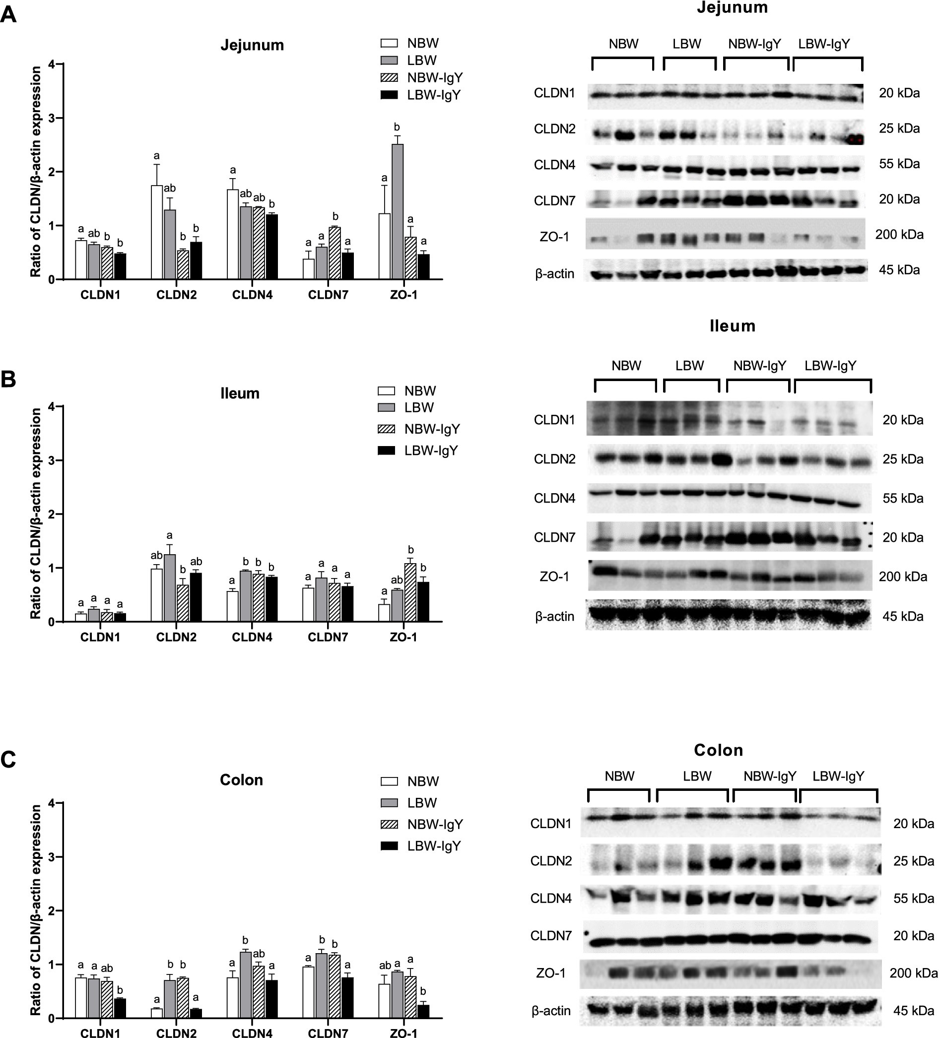 Bar graphs and Western blot images depict the expression ratios of CLDN1, CLDN2, CLDN4, CLDN7, and ZO-1 in the jejunum, ileum, and colon across four groups: NBW, LBW, NBW-IgY, and LBW-IgY. In each chart, bars are labeled with letters indicating statistical significance. Western blots show the protein bands corresponding to each marker protein.