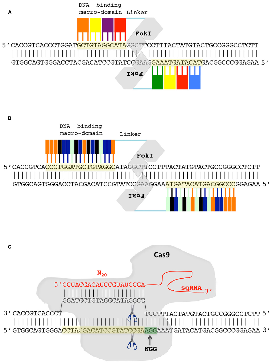 Frontiers | Biotechnological strategies and tools for Plum pox 