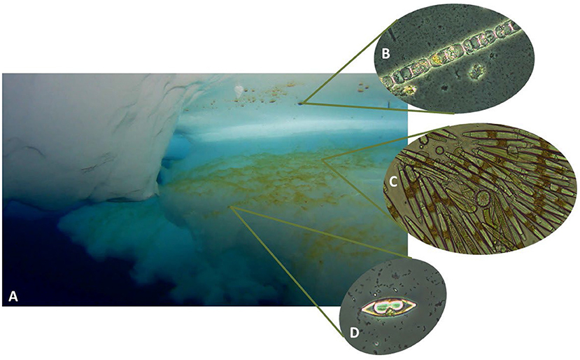 Figure 1 - Sea-ice algae live in many microhabitats within and at the bottom of the sea ice.