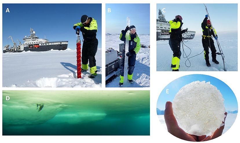 Figure 2 - Sampling ice algae requires scientists to: (A) drill through the ice, and (B) pull out an ice core that can be taller than the scientist! (E) With some luck, the bottom of the core has some algae living between the ice crystals.