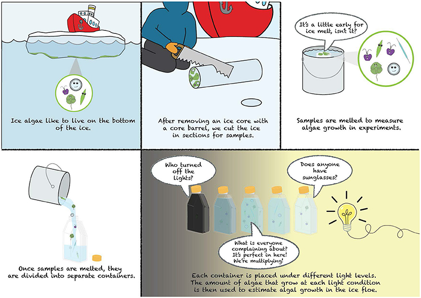 Figure 3 - Scientists can perform experiments in which sea-ice algae communities collected from melted sea-ice core(s) are placed in special bottles.