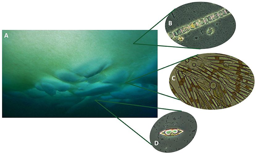 Figure 1 - Sea-ice algae live within and at the bottom of the sea ice.