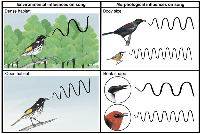Illustration comparing environmental and morphological influences on bird songs. The left side shows birds in dense and open habitats with different song patterns. The right side illustrates variations in song due to body size and beak shape, each with corresponding sound patterns.