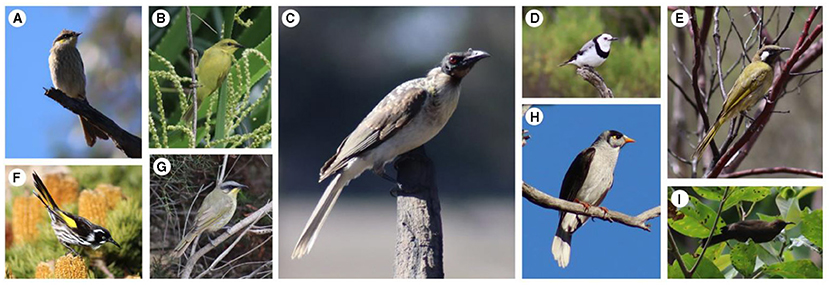 A composite image of nine different birds perched on branches or plants, each in its own section labeled from (A–I). The birds vary in size and color, showcasing diverse plumage patterns and backgrounds ranging from clear blue skies to dense foliage.